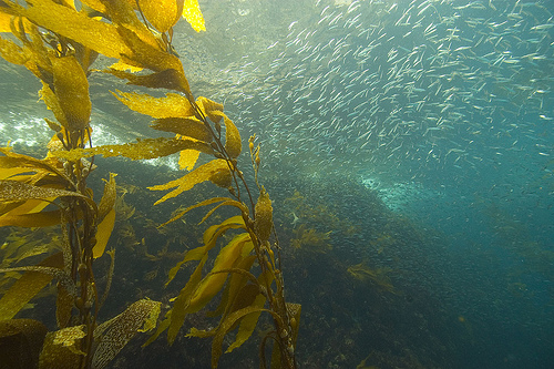 Kelp and sardines, Anacapa Island, Channel Islands National Marine Sanctuary.: Text and Photograph courtesy of NOAA's National Ocean Service